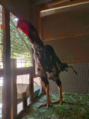Дакан хороз йошга тулган