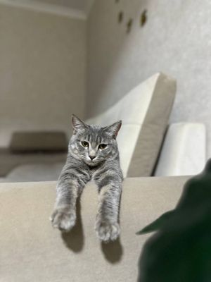 Вяска учун . (Сотилмайди). скоттиш страйт
