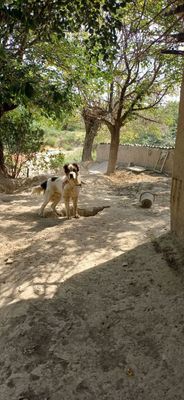 Sotiladi 1 yashar hali