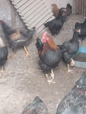 jaydari xoʻrozlar sotiladi