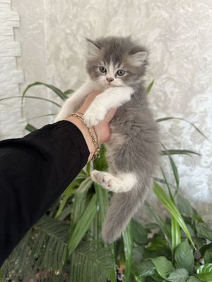 Продаю котят очень сладкие чисто кровные мама папа из Египта цена