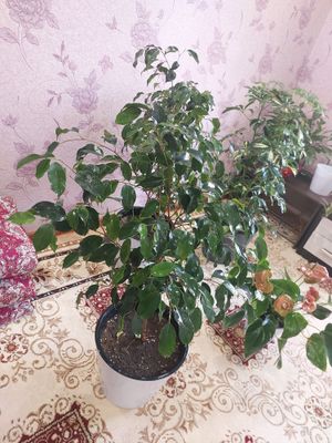 Чиройли ва арзон гуллар