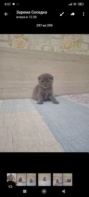 Британские котята серого окраса фолдик и страйты