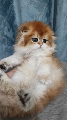 Продаётся чистокровный шотландский котёнок скоттиш-фолд