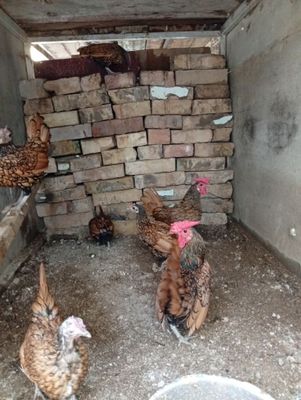 Сибирайт тувук хуроз 2+5