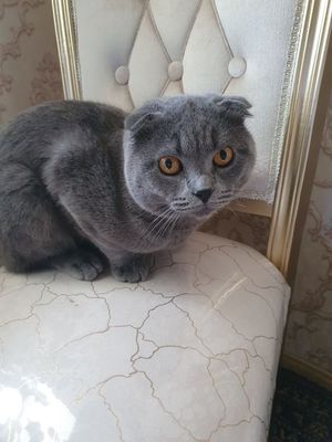 Продаётся скоттиш фолд вислоухая,1.5 год,мальчик