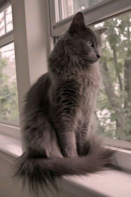 кошка в добрые руки