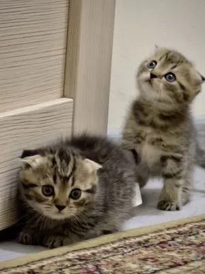 Skotish stariy erkak mushuk viyaskaga