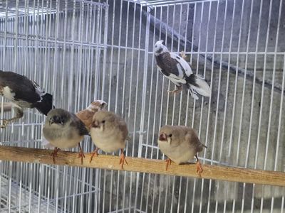 Амадини японские