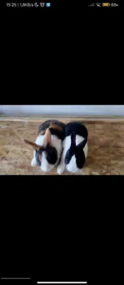 Панда зотли куенлари сотилади Жинси пара