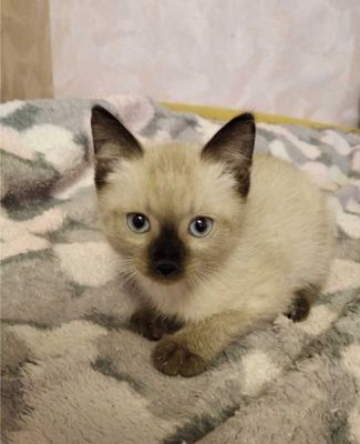 Сиамский котенок