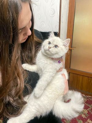 British Shorthair Chinchilla