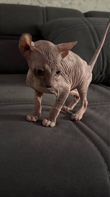 Сфинкс кошка продается