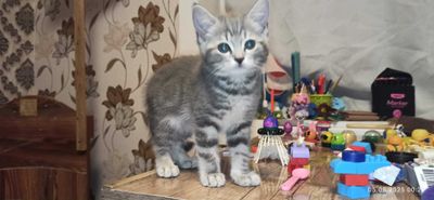 Котёнок породы scottish straght.