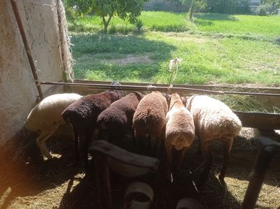 Qóchqor va qóylar sotiladi