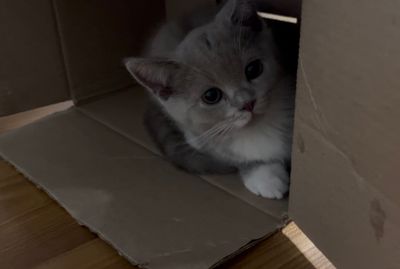 Скоттиш Фолд