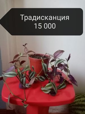 Продаю комнатные цветы