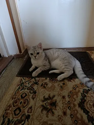 Продаю котика Скотиш страйт породы, мальчик ,6 мес