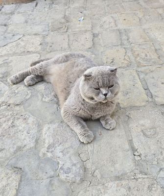 Продаётся пародистий кот