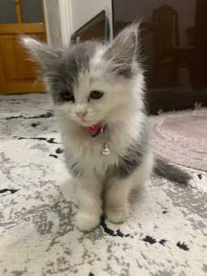 Продаётся кошка девочка . Скоттиш фолд двухмесячный девочка хорошая