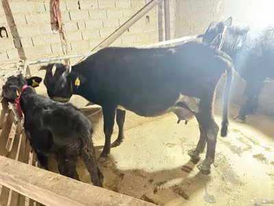 Ona bola sgir sotald