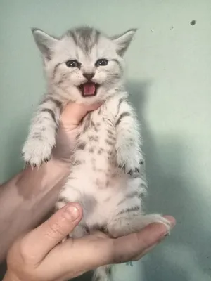 Mushuklar sotiladi shinshila tigrovniy biritanski mushuklar 4 ta