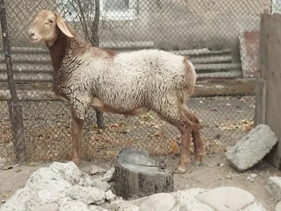 Qo'zi qo'chqor sotiladi