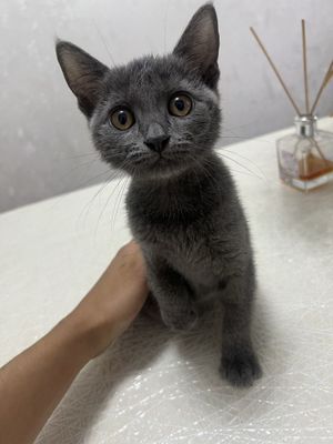 Parodali Qiz mushuk sotiladi. Zoti: (Yevropa kaltayungli).