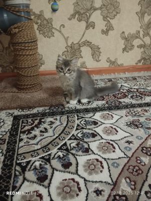 Котенок в Фергане