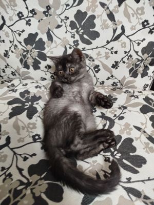 Котята вислоухие.