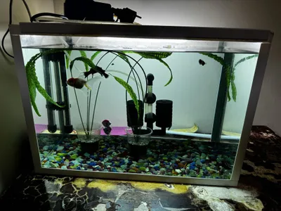 Аквариум балиқлари билан сотилади.