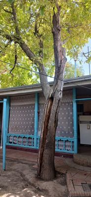 Енгок дарахти сотилади