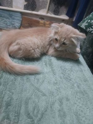 чистокровный котик мейн-кун
