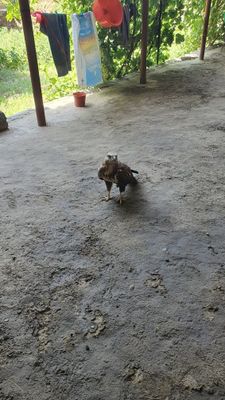 Qirğiy sotiladi 100$