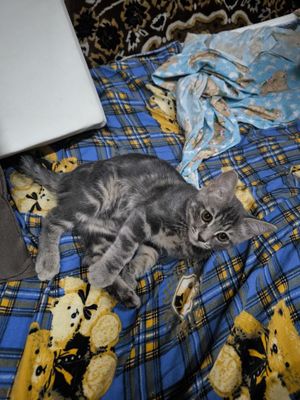 Скотиш страйт котенок три месяца