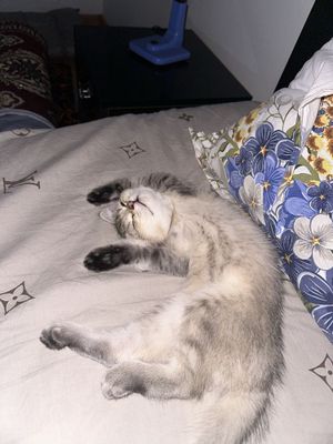 Кошка Шиншилла серебристий