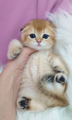 Золотая шиншилла фолд