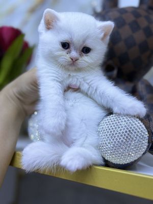 Скотш страйт шиншилла 1,5 месяц