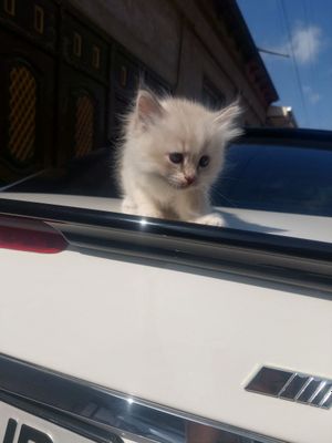 Продаётся котёнок девочка