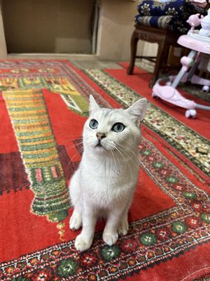 кот серебристая шиншилла