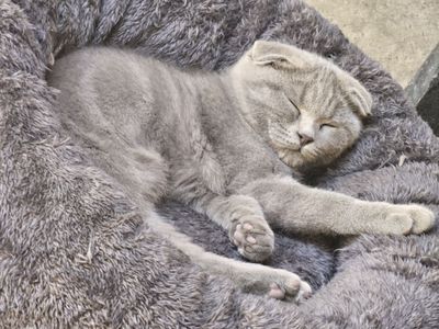 Scottish Fold 8 oylik oʻgʻil bola
