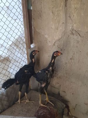 Сотилади Самарканд