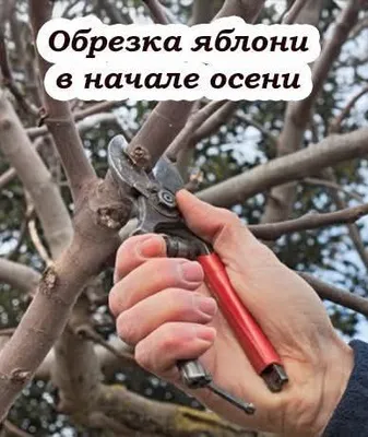 богбон хизмати