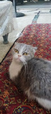 Scottish Fold zotliy mushuk