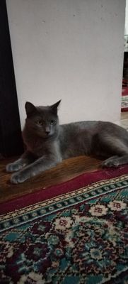 Сиамиская кошка 2та боласи бор