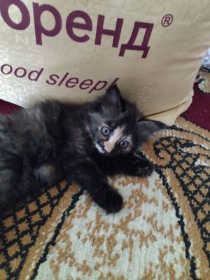 Двухмесячные Котята