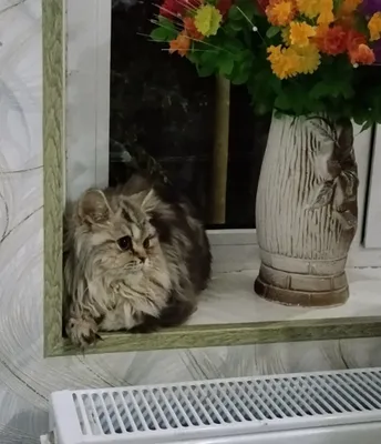 shatlanskiy mramor shinshilla 5 oylik qizbola