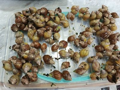 Arzonga sotib yuboraman bu yerda 400 ta bor
