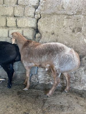 Qo’chqor +45 kg (qoy qo’y бараны)