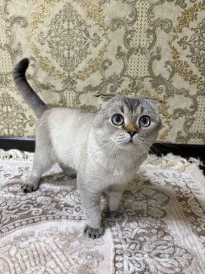 Scottish Fold Silver Chinchilla Point Mushugi -3 yoshda
